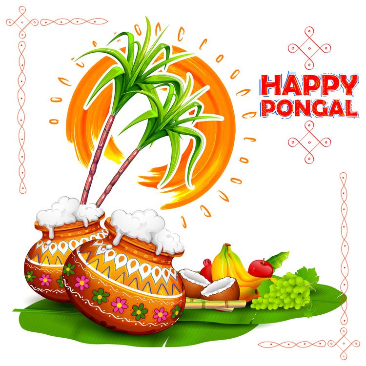 vector image illustrating pongal festival details