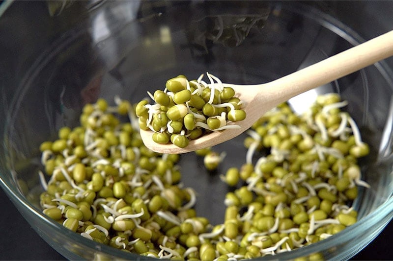 mung bean sprouts scooped in a wooden spoon