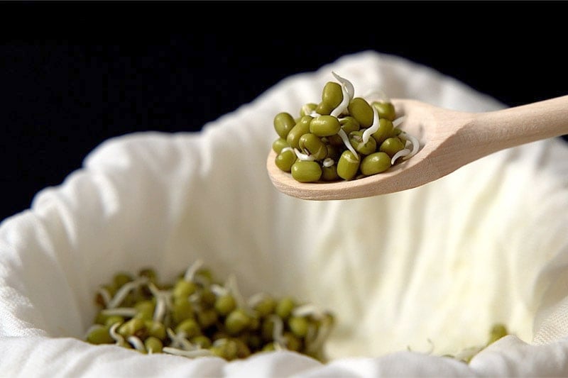 mung bean sprouts scooped in a wooden spoon