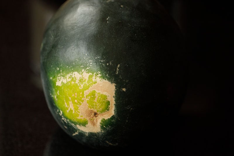 whole watermelon showing yellow field spot