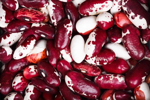 anasazi beans closeup image.