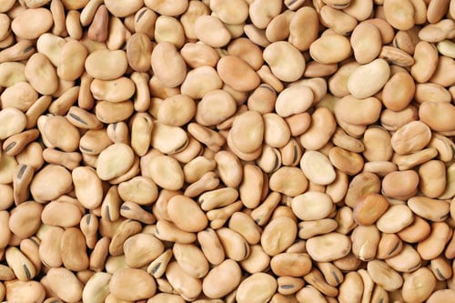 broad beans closeup image.