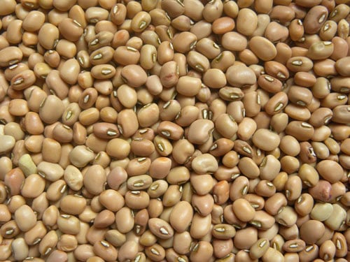 brown cowpeas closeup shot.