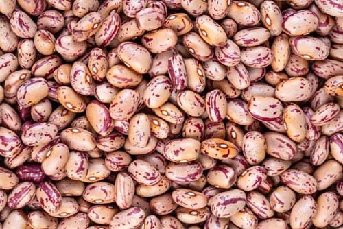 cranberry beans closeup.