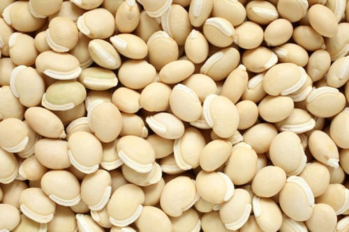 hyacinth beans closeup image.