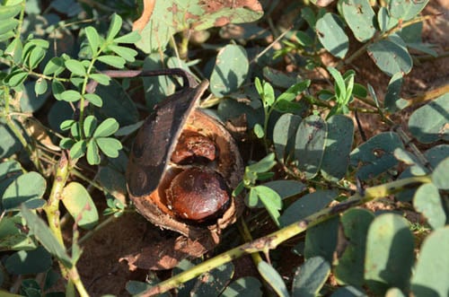 close-up of Marama bean pod with large brown seeds on the plant, native to southern Africa.