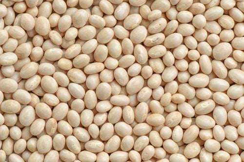 closeup image of navy bean.