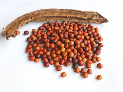 dried winged bean and seeds on white background.