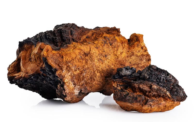 Chaga mushroom on a white background.