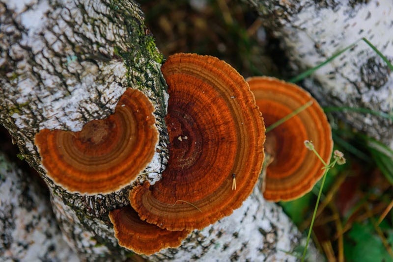 Chaga Mushrooms growing on a tree trunk.