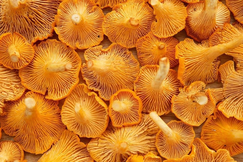 Closeup image of orange chanterelle mushrooms.