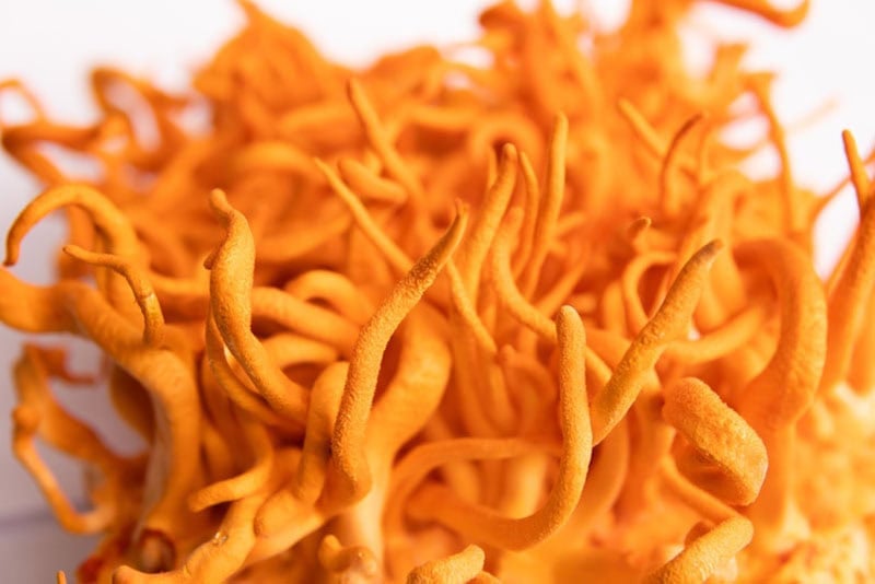 closeup shot of bright orange colored fresh Cordyceps