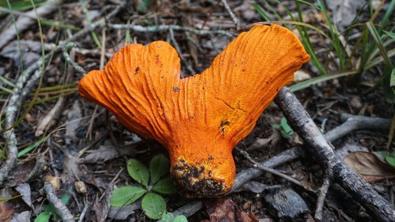 Bright orange lobster mushrooms in a natural woodland setting.