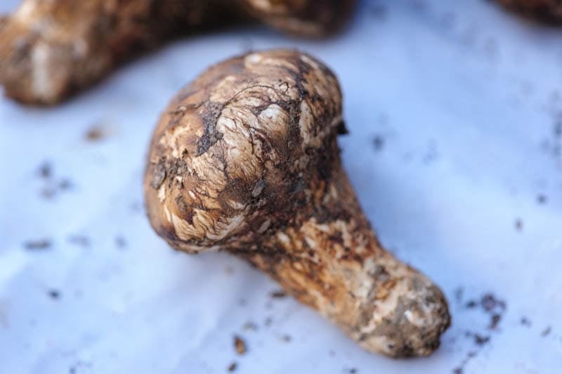 Closeup shot of Matsutake mushroom.