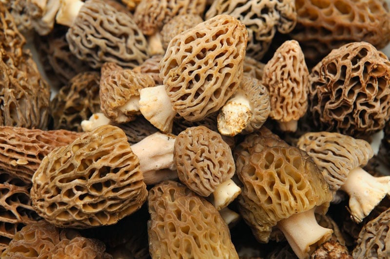 Closeup shot of morel mushrooms.