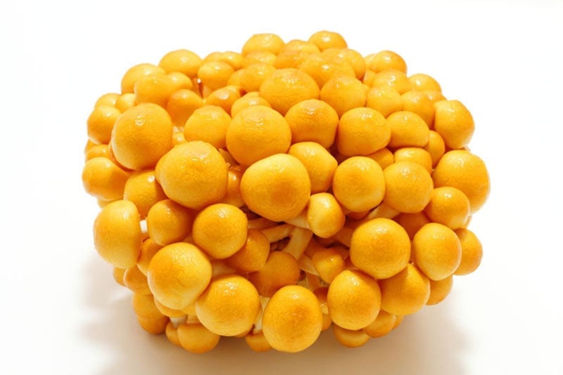 Bunch of Nameko Mushrooms