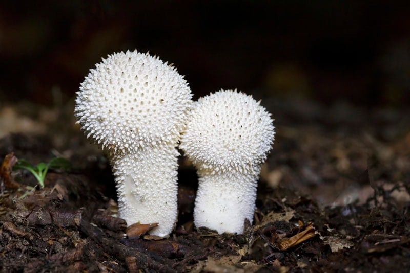 Two Puffball Mushrooms growing on a forest bed.