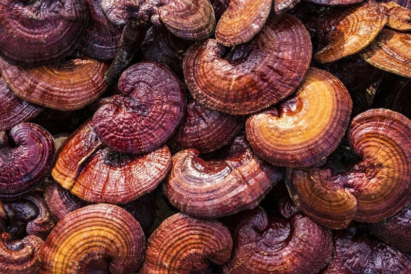 Closeup image of fresh red Reishi Mushroom