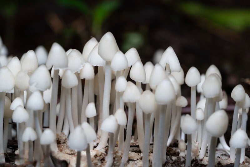 Closeup shot of Termitomyces growing on a forest bed.