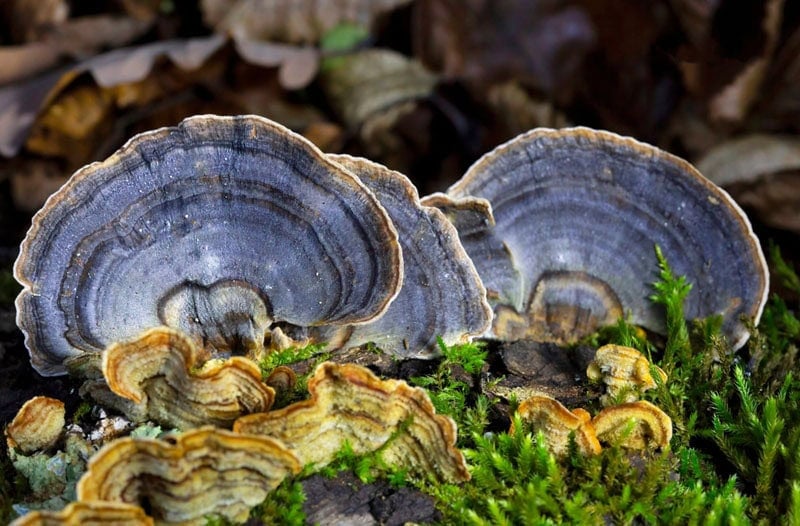 Turkey Tail Mushrooms growing on a tree trunk.