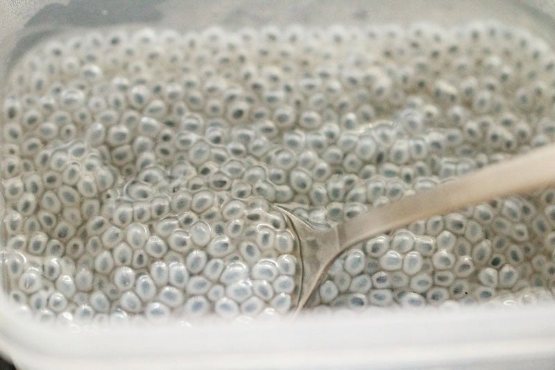 Soaked sabja seeds in a container.