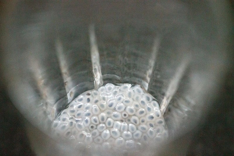Soaked sabja seeds in glass.